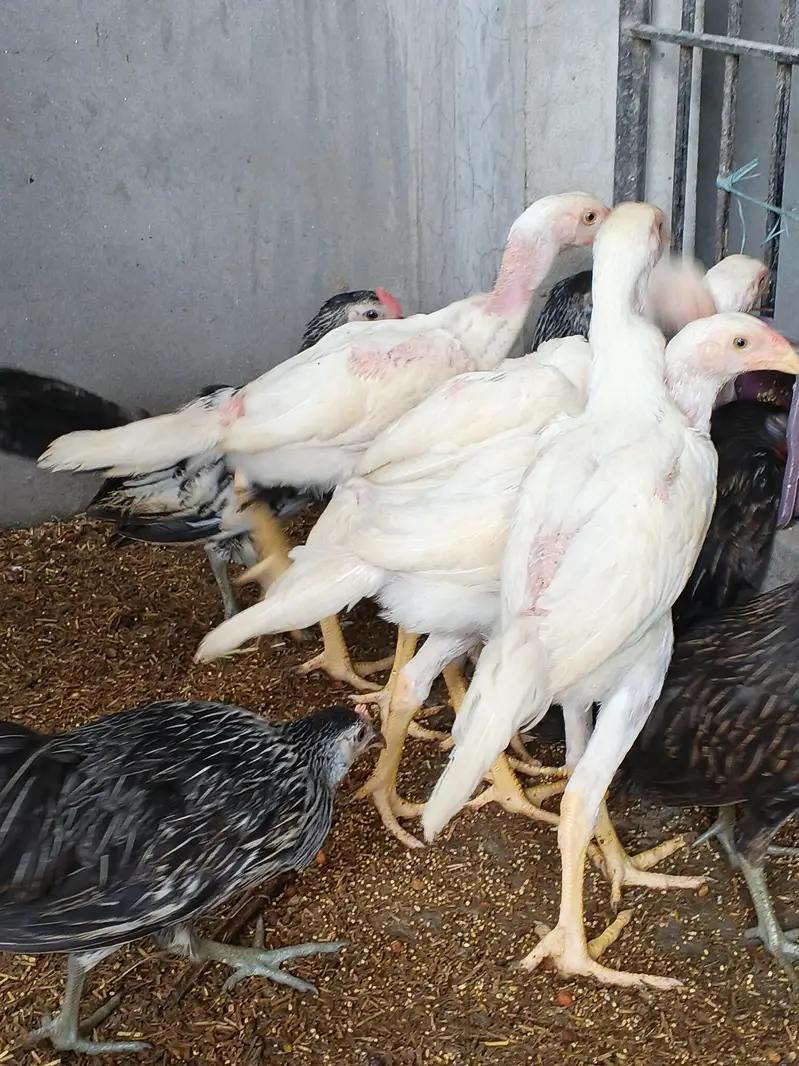 whiteshamo/blackshamo/shamo/aseel/Heera/fancyhen/onagadori/fancy — photo 8