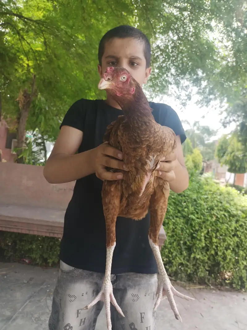 ASEELL FEMALEE (mianwali) ready to 3rd breed. Jhol banna  li hui hai. — photo 2