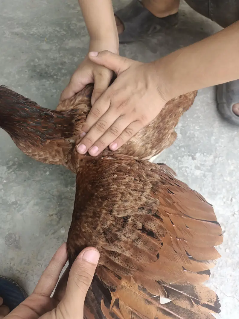 ASEELL FEMALEE (mianwali) ready to 3rd breed. Jhol banna  li hui hai. — photo 4