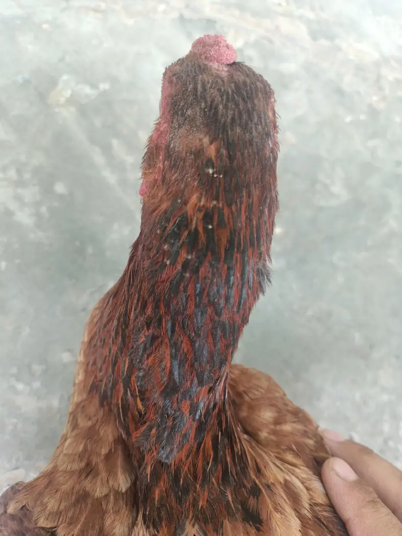 ASEELL FEMALEE (mianwali) ready to 3rd breed. Jhol banna  li hui hai. — photo 5