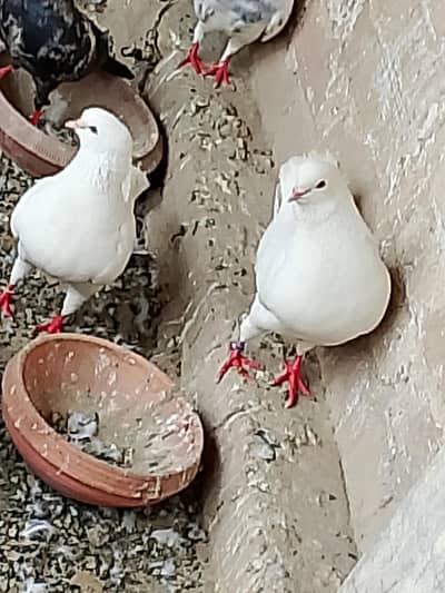 white king,pishawari,irani,kawy
