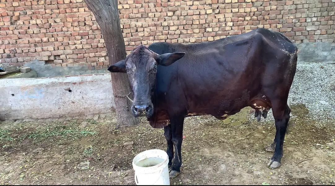 Cow for sell  7. s 8 kg dhud hai sat bachrii hai — photo 3