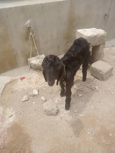 Bakra ky bachay