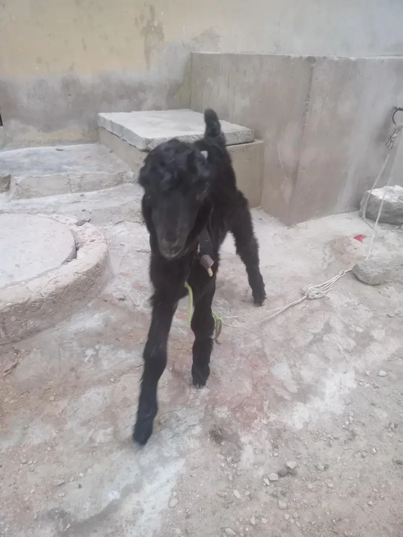 Bakra ky bachay — photo 2