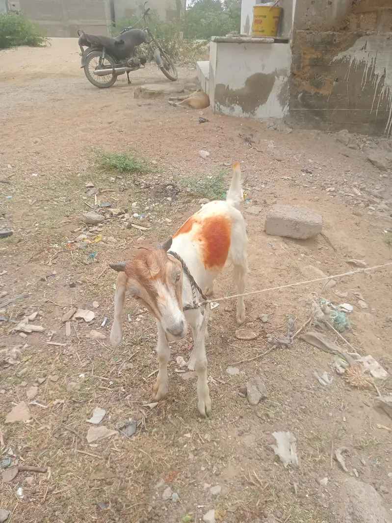 Bakra ky bachay — photo 3