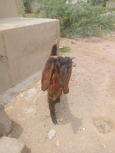 Bakra ky bachay