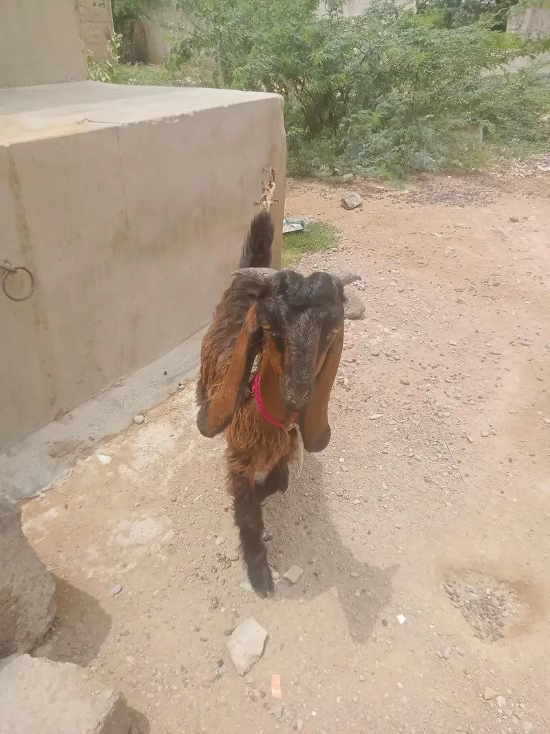 Bakra ky bachay — photo 4