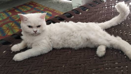 Persian bule eyes cat for sale
