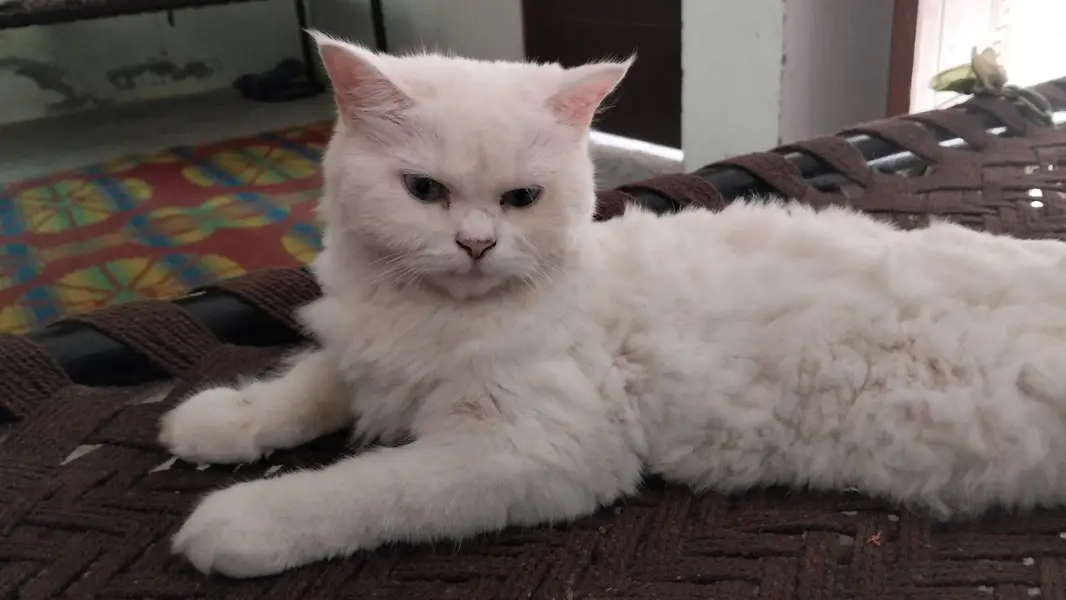 Persian bule eyes cat for sale — photo 2