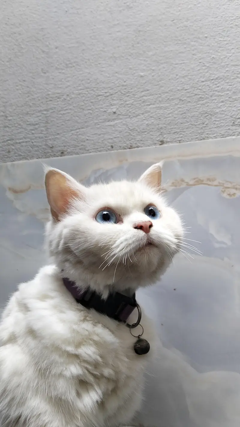 Persian bule eyes cat for sale — photo 3