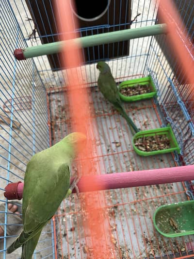 RINGNECK BREEDING PAIR