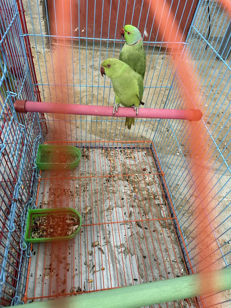 RINGNECK BREEDING PAIR — photo 2