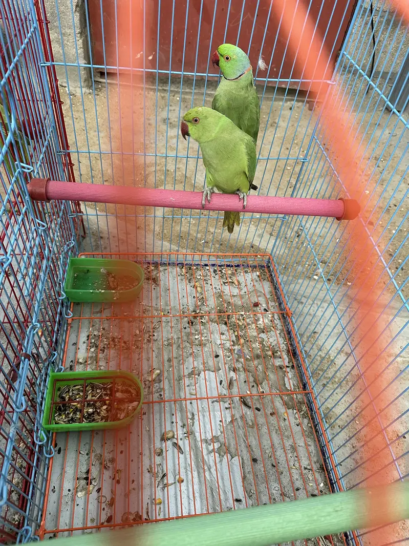 RINGNECK BREEDING PAIR — photo 3