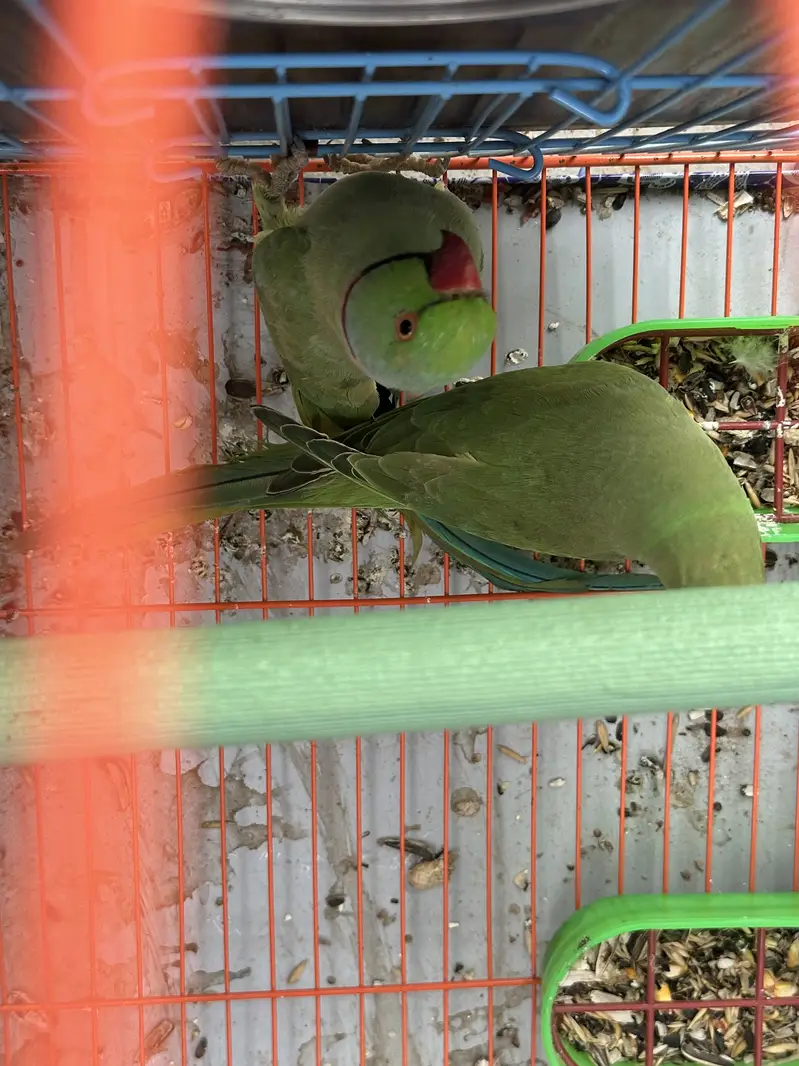 RINGNECK BREEDING PAIR — photo 4