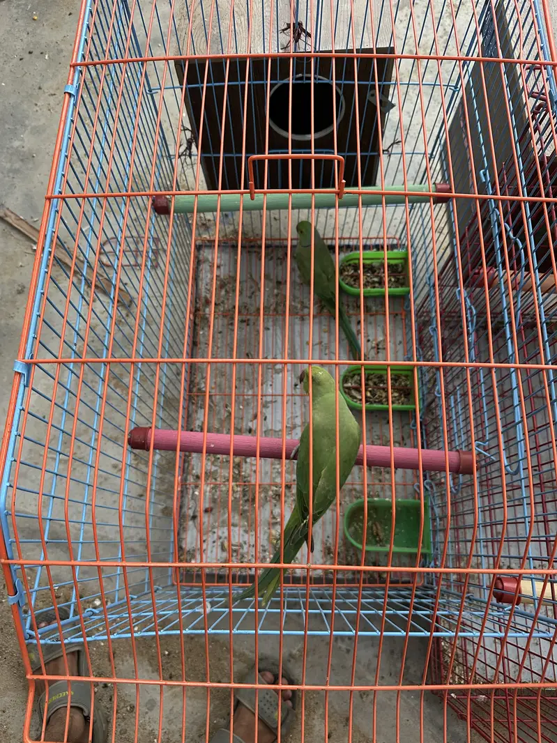RINGNECK BREEDING PAIR — photo 5