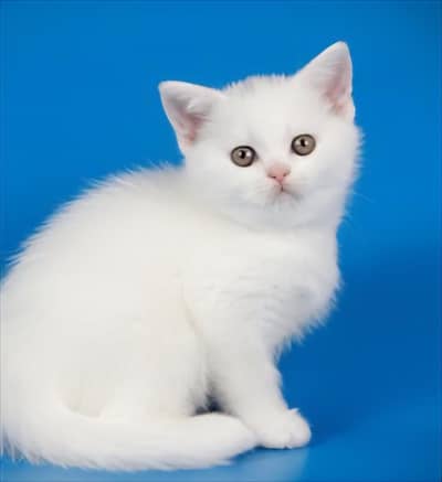 kitten