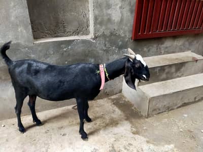 Bakri Urgent Sale krni hai Financial Need