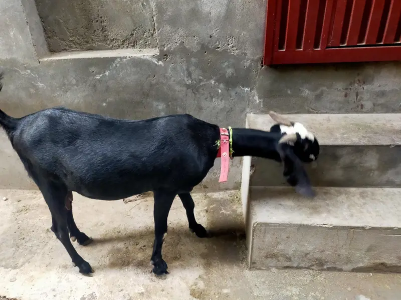 Bakri Urgent Sale krni hai Financial Need — photo 2