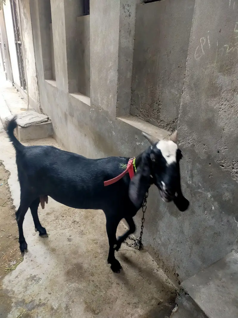 Bakri Urgent Sale krni hai Financial Need — photo 3