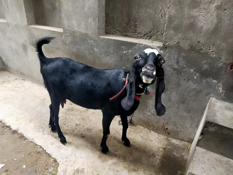 Bakri Urgent Sale krni hai Financial Need — photo 4