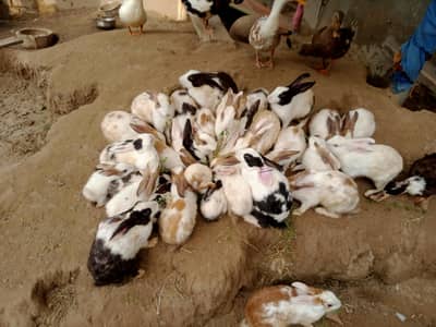  Rabbit for sale
