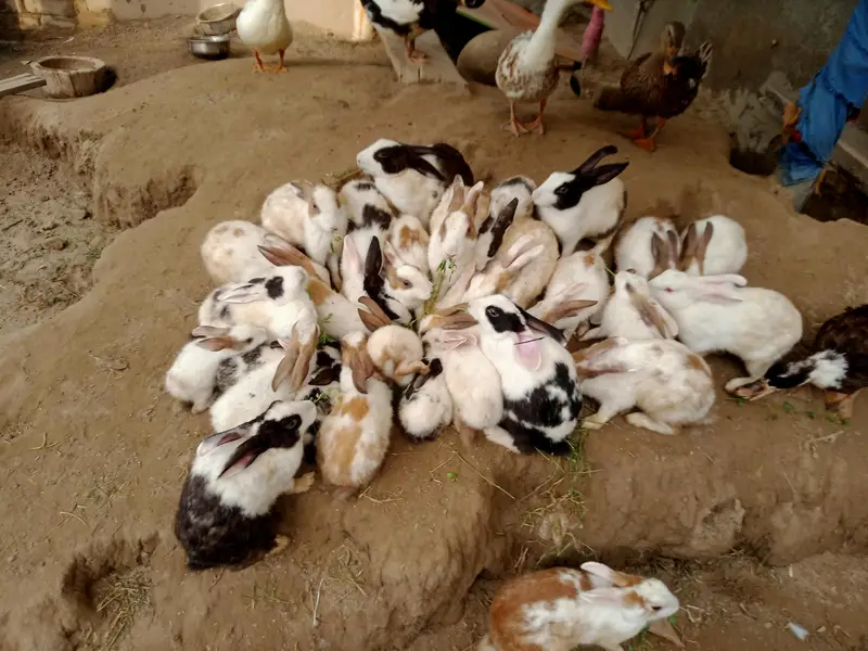  Rabbit for sale
