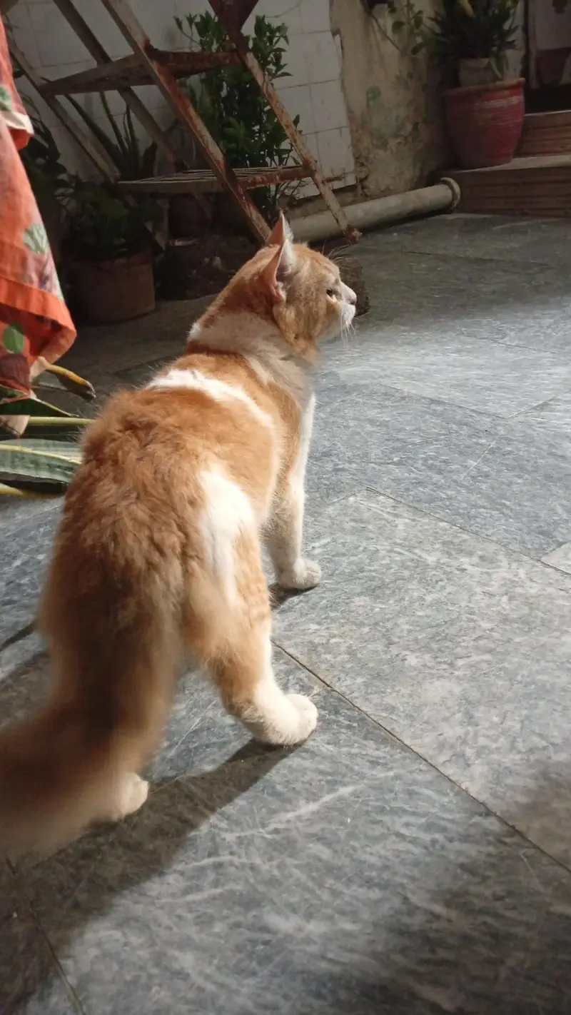 7000 Ka final dena Hain bht ACHAY price Hain — photo 2