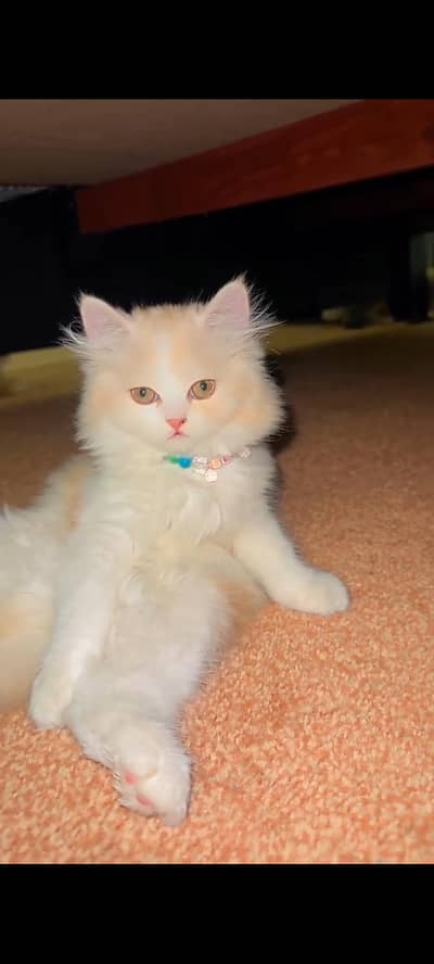 Persian cat for sale My whatapp