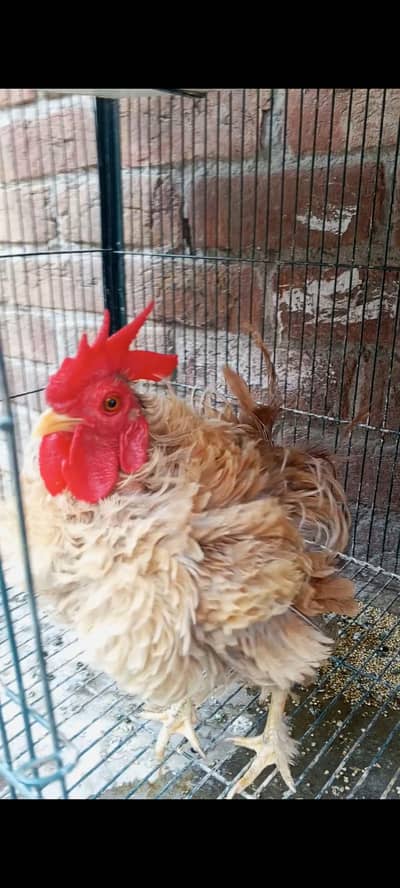 Frizzle Japanese X Bantam Male