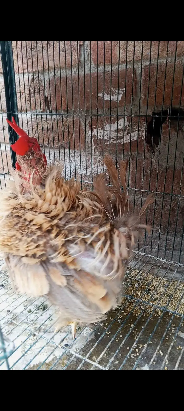 Frizzle Japanese X Bantam Male — photo 2