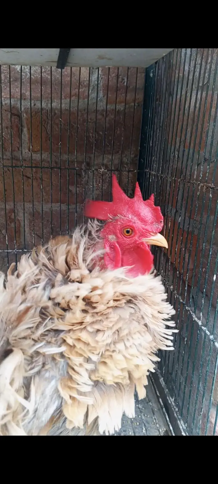 Frizzle Japanese X Bantam Male — photo 3