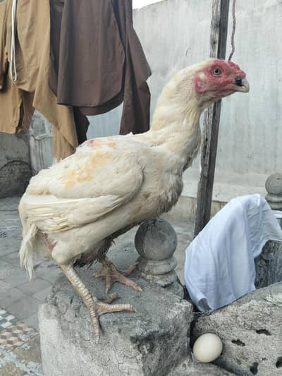 heera aseel murghi
