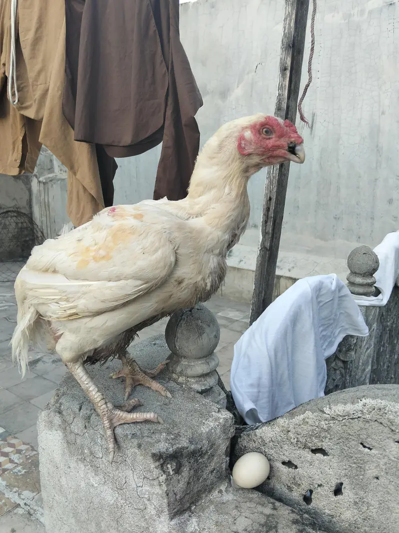 heera aseel murghi — photo 2