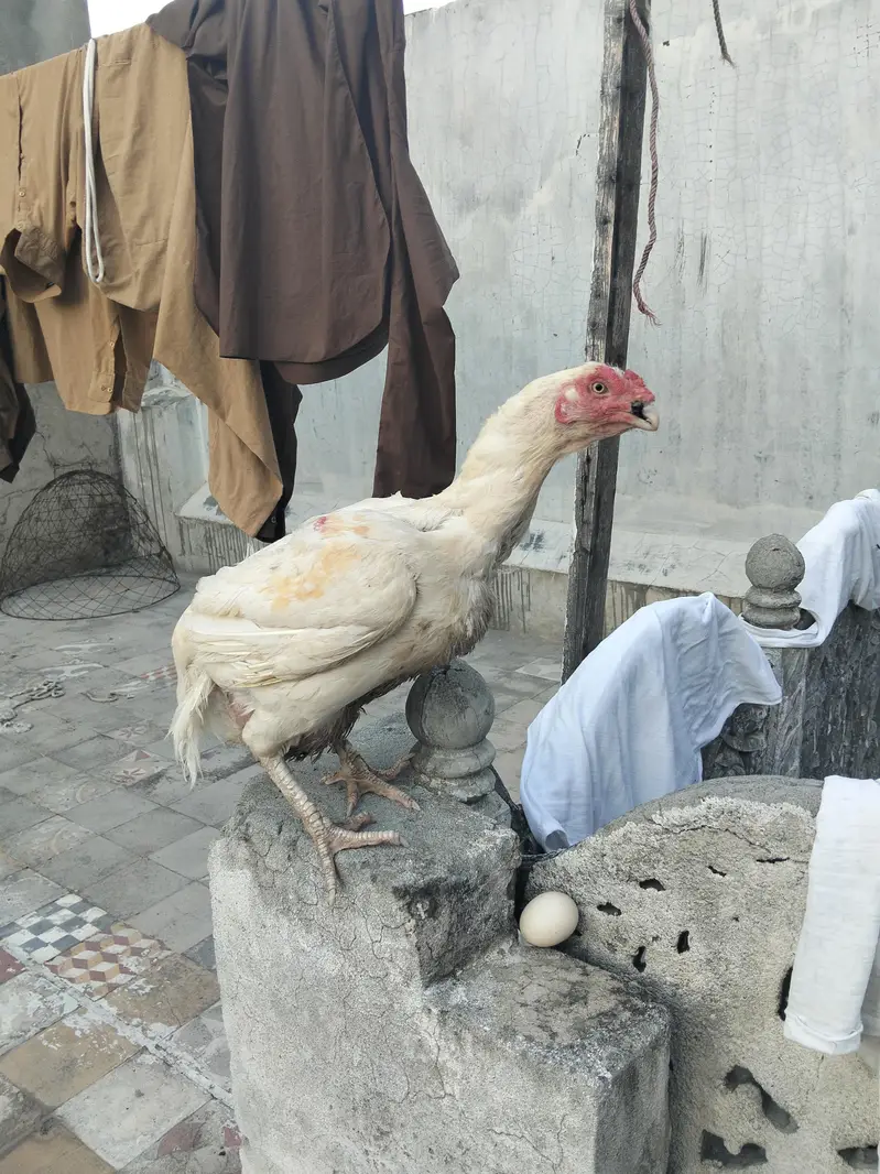 heera aseel murghi — photo 3