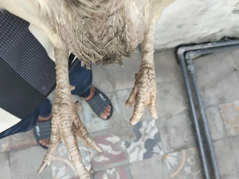 heera aseel murghi — photo 7