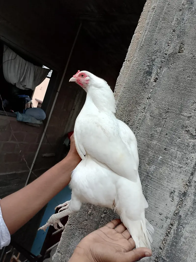 Mashallah high Quality Heera pair 03422719740 — photo 5