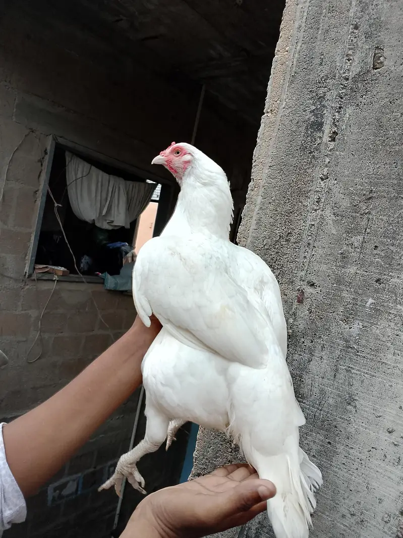 Mashallah high Quality Heera pair 03422719740 — photo 6