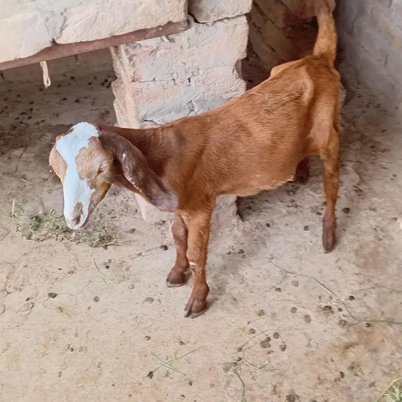 makhi cheena — photo 3