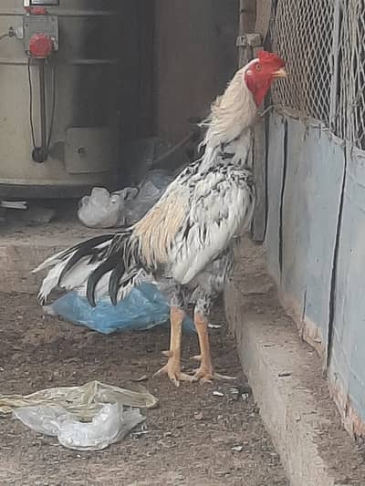 Ghar ka palay behtaren aseel