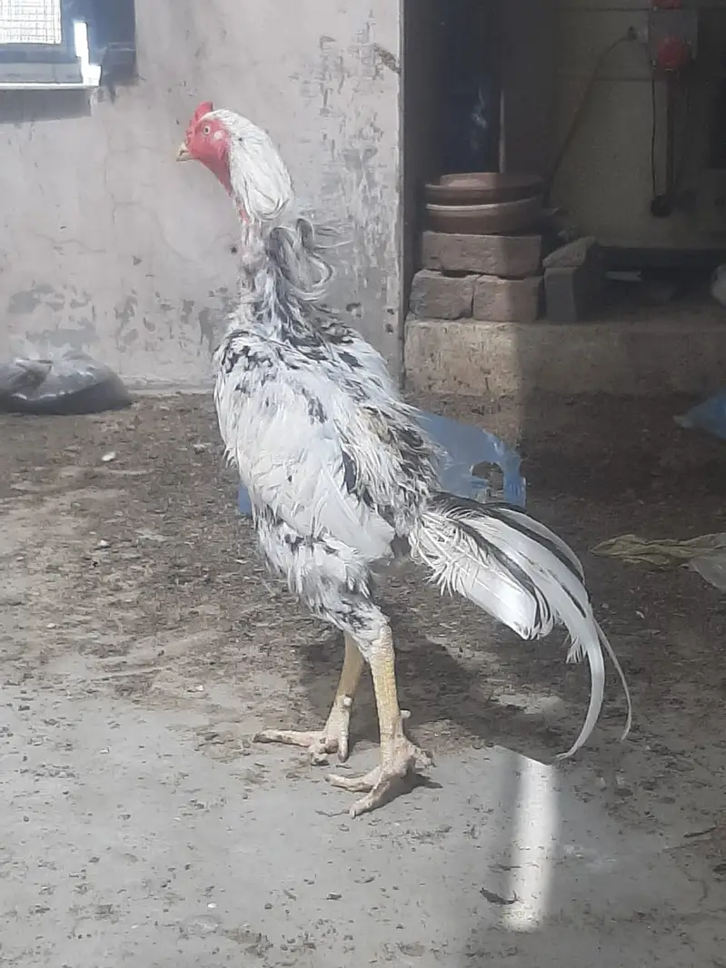 Ghar ka palay behtaren aseel — photo 2