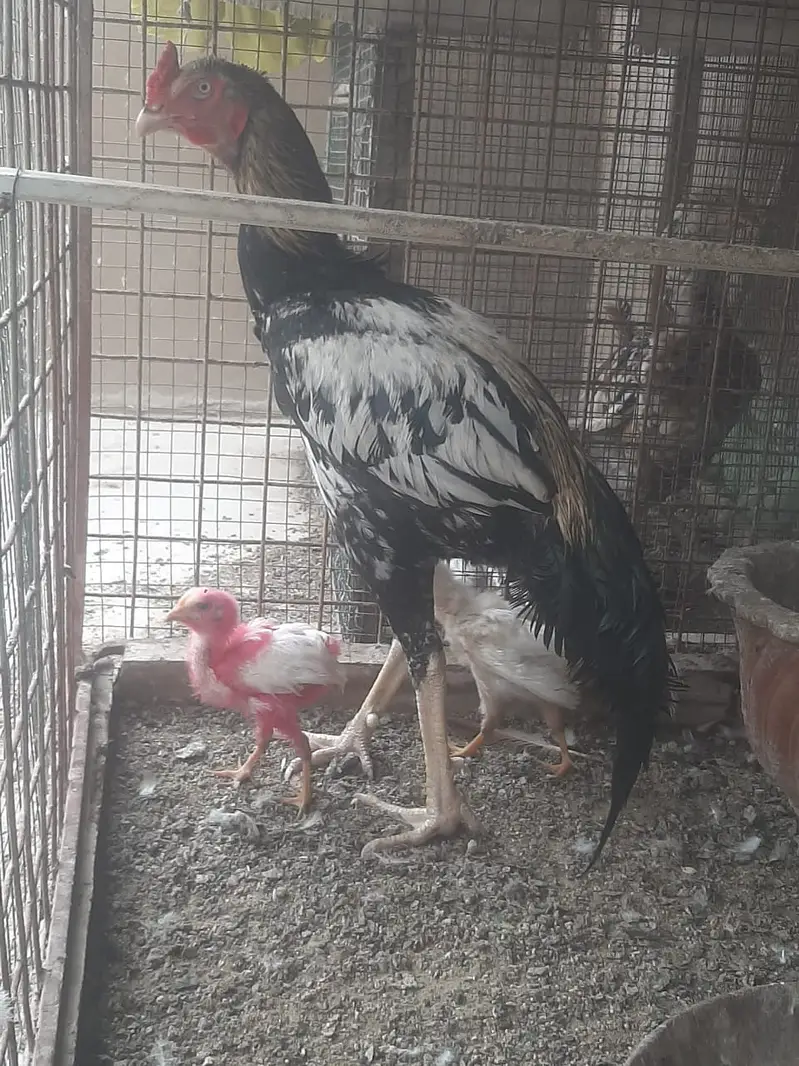 Ghar ka palay behtaren aseel — photo 3