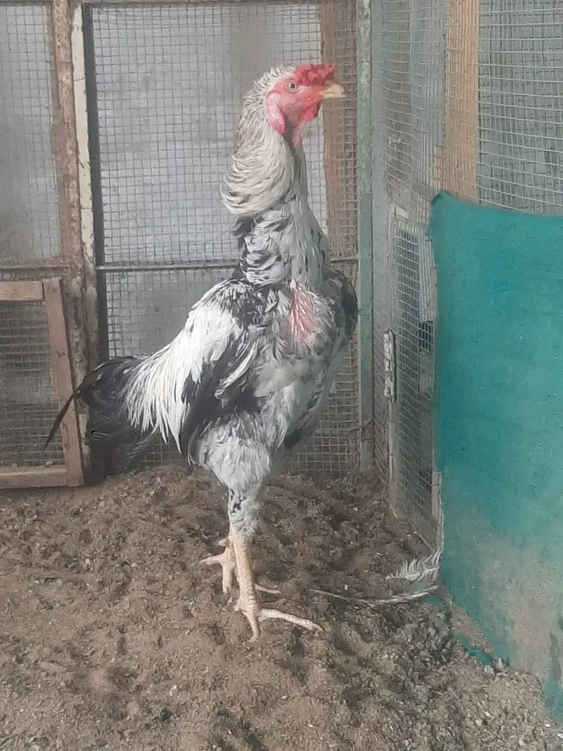Ghar ka palay behtaren aseel — photo 4