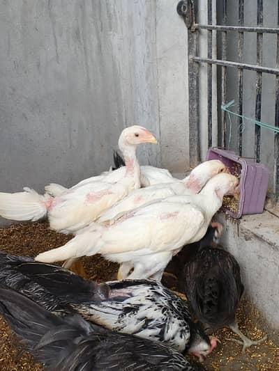 whiteshamo/blackshamo/shamo/hen/aseel/fancyhen/onagadori/fancy/heera