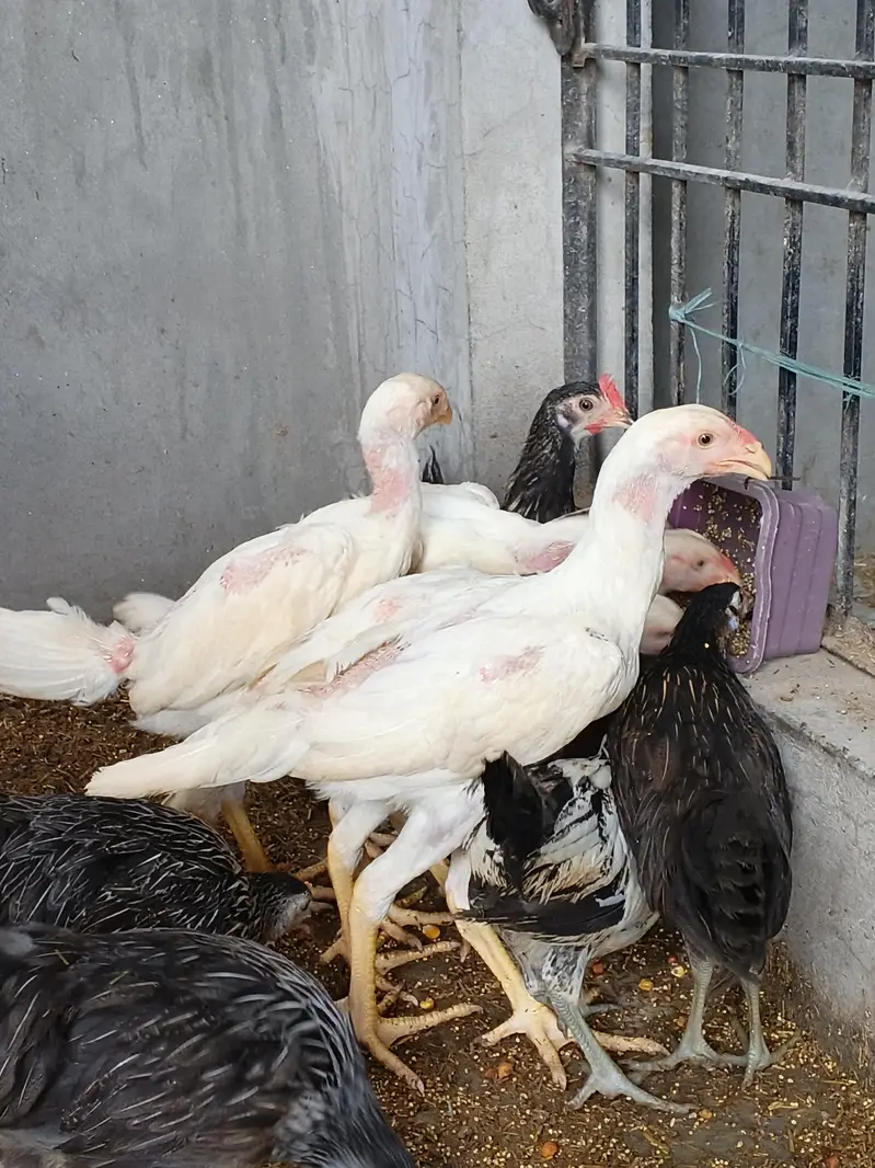whiteshamo/blackshamo/shamo/hen/aseel/fancyhen/onagadori/fancy/heera — photo 2