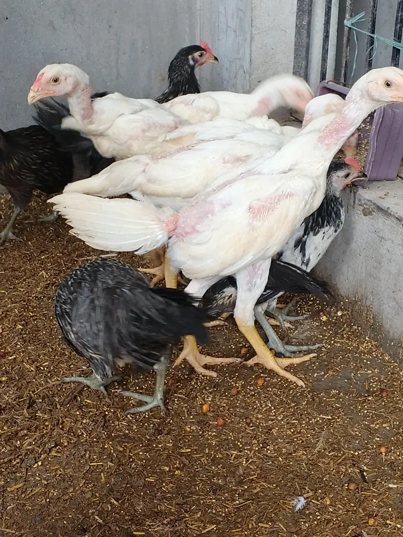 whiteshamo/blackshamo/shamo/hen/aseel/fancyhen/onagadori/fancy/heera — photo 4