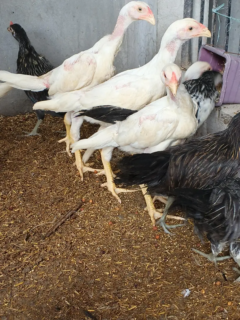 whiteshamo/blackshamo/shamo/hen/aseel/fancyhen/onagadori/fancy/heera — photo 5