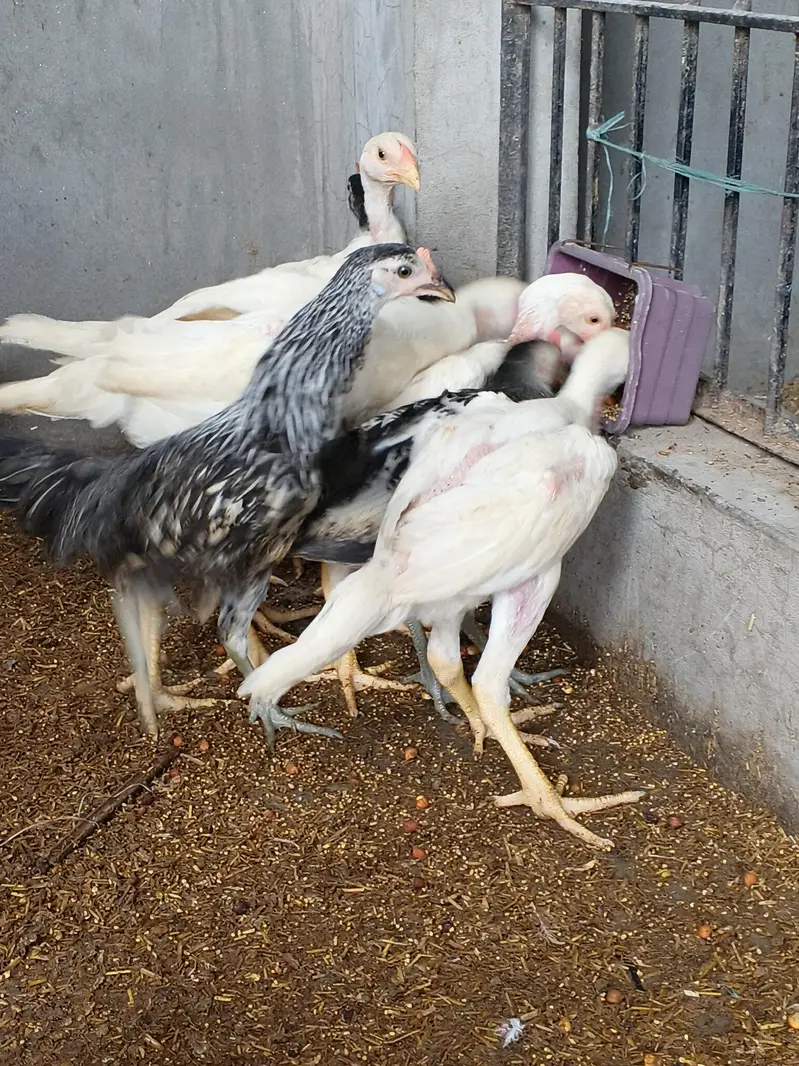 whiteshamo/blackshamo/shamo/hen/aseel/fancyhen/onagadori/fancy/heera — photo 6