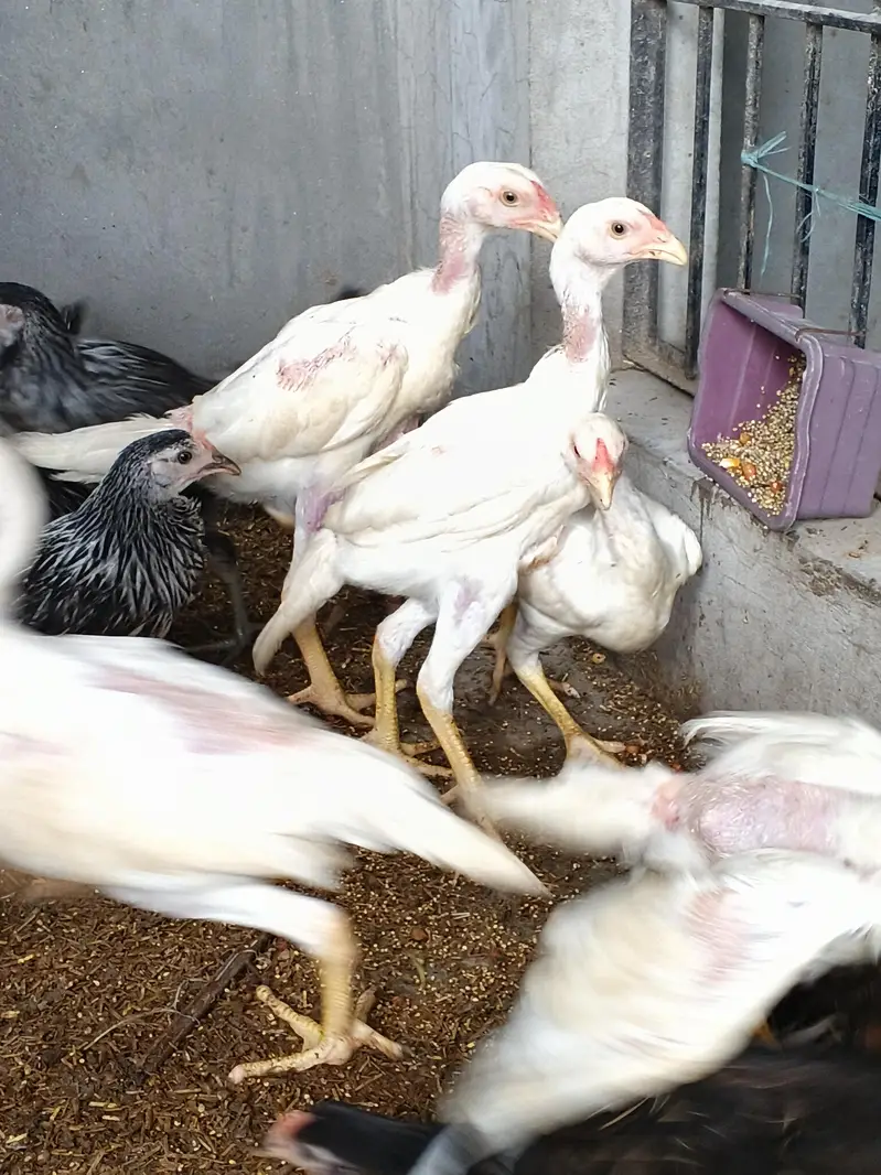 whiteshamo/blackshamo/shamo/hen/aseel/fancyhen/onagadori/fancy/heera — photo 7