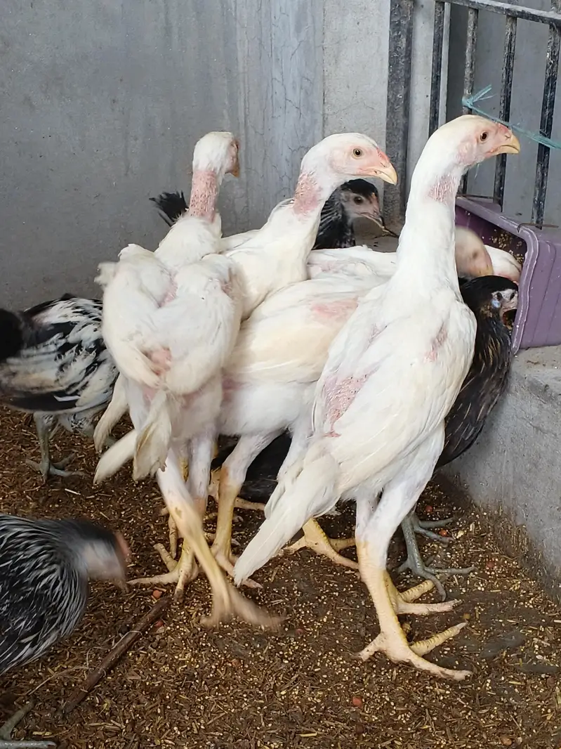 whiteshamo/blackshamo/shamo/hen/aseel/fancyhen/onagadori/fancy/heera — photo 9