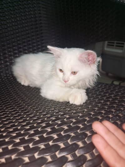 Persian cat for sale